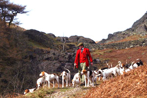 Foxhounds in Lakeland by Betty Fold Gallery